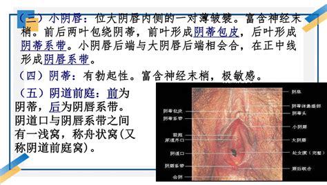 穴形|女人二十种外阴照片：女人外阴的形状照片与生理知识